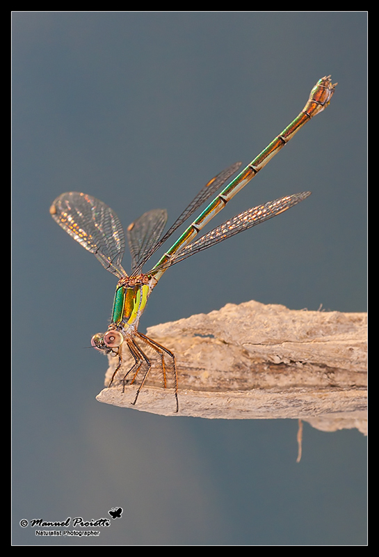 Chalcolestes sp.